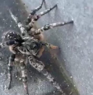 O tarantulă a fost descoperită pe o stradă din Voluntari, Ilfov: ”Nu încercați să-l manipulați! Deși nu atacă decât foarte rar oamenii, acesta poate să muște”- FOTO