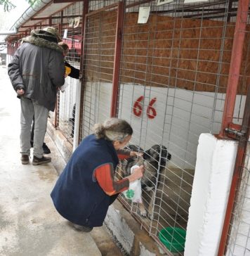 Primăria Capitalei anunță ce puteți face în cazul în care v-ați pierdut câinele în perioada sărbătorilor