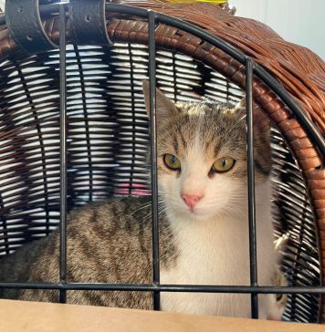 În Ilfov continuă campania de sterilizare gratuită a câinilor şi pisicilor