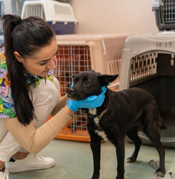 Sterilizări gratuite pentru câini și pisici în Glina, între 10 și 13 ianuarie