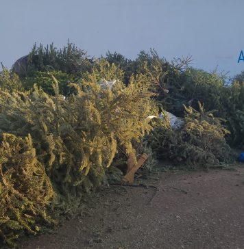 Colectarea gratuită a brazilor de Crăciun e în plină desfășurare. Radu Mihaiu: Peste 25.000 de brazi strânși în primul weekend