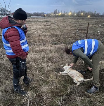 12 câini și doi pui, capturați duminică în zona Lacul Morii. ASPA: ”Sunt câini ieşiţi din curţi, lăsaţi liberi pe stradă”