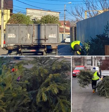 Brazii de Crăciun din Sectorul 3, adunați de primărie