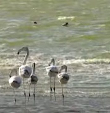 Păsări flamingo, pe litoralul românesc. Micro-colonia s-a stabilit pe un lac din sudul litoralului