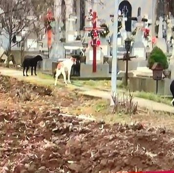 ASPA, chemată să ridice câinii de la capela la care e depus trupul neînsuflețit al Anei Oros