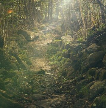 România este ţara cu una dintre cele mai scăzute reţele de drumuri forestiere din Europa