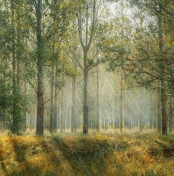 Sute de pastile de ecstasy, găsite în Pădurea Băneasa, lângă Academia de Poliție