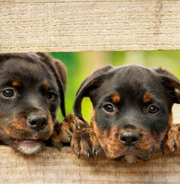 Asociaţia Milioane de Prieteni cere statului să impună proprietarilor de câini sterilizarea animalelor