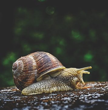 Inedit: Adeziv pe bază de mucus de melc, conceput de oamenii de ştiinţă pentru tratarea leziunilor