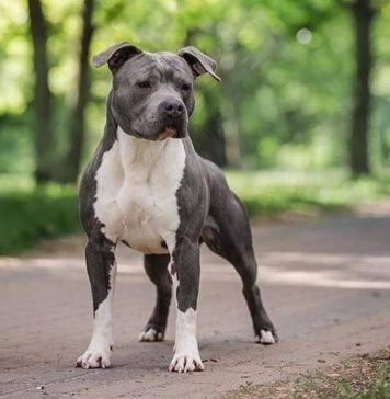 Sectorul 2: Un câine dintr-o rasă agresivă a pus în pericol viețile unei mame și a copilului ei