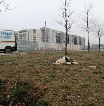 Care sunt obligațiile legale ale stăpânilor de câini