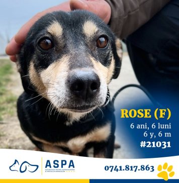 FOTO/ Mai mulți căței așteaptă să-și cunoască noile familii în adăpostul ASPA Mihăilești