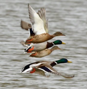 Activitatea de vânătoare în România a poluat, anual, natura în medie cu 63 de tone de plumb
