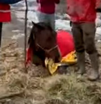 Caz tulburător în Ilfov: Peste 80 de cai și câini, ținuți fără apă și mâncare în curtea unei femei. Animalele au fost salvate și duse în adăposturi