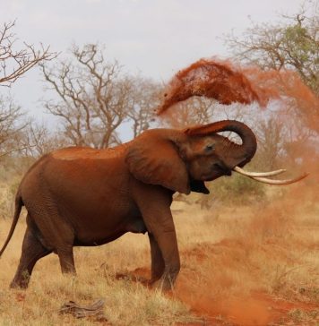 Sri Lanka interzice toate produsele din plastic de unică folosinţă pentru a proteja elefanţii