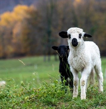 Un miel cu şase picioare s-a născut la o fermă din Saxonia