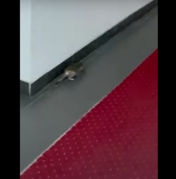 Un vietnamez a fost filmat la Cluj în timp ce jupuia un șobolan pentru a-l mânca