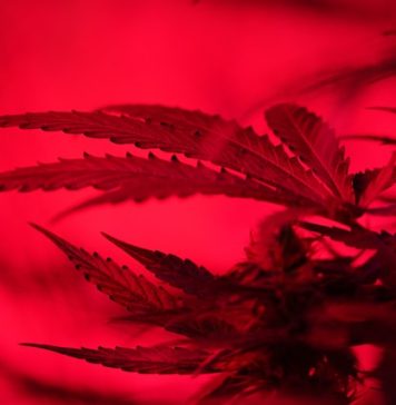 ANA report: At least one out of ten Romanians has used drugs once in their life