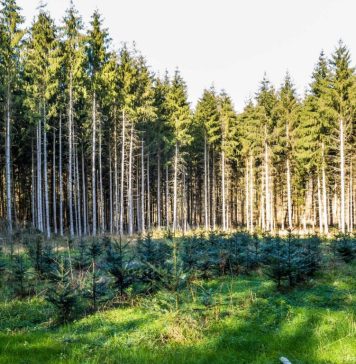 PE adoptă un obiectiv și mai ambițios privind absorbțiile de carbon pentru 2030: Noul obiectiv al UE va crește cu 15% capacitatea absorbanților de carbon