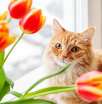 SofistiCAT – Salonul Felin Internaţional Bucureşti, în acest weekend, la Sala Palatului