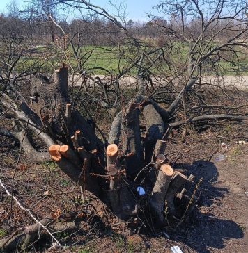 Protest pentru salvarea celor 11 hectare retrocedate în Parcul IOR din Capitală