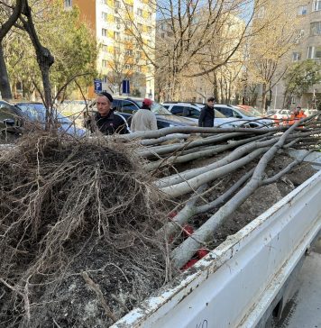 În Sectorul 5 vor fi plantaţi 20.000 de tei, platani şi stejari – FOTO