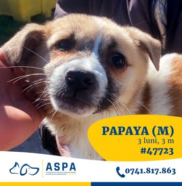 Târg de adopţii de căţei al ASPA, sâmbătă, în Parcul Circului – FOTO