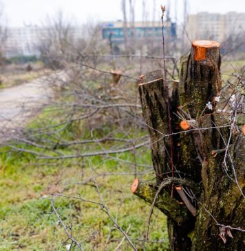 Primarul general al Capitalei, Nicuşor Dan, a vizitat zona retrocedată din Parcul IOR
