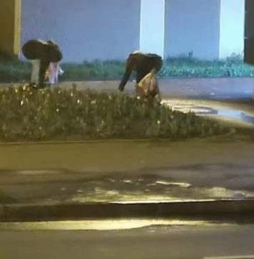 Două femei, prinse furând lalele proaspăt plantate în Sectorul 6