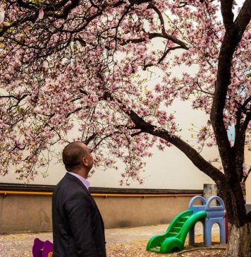 În Sectorul 2, la grădinița 133, se află cea mai în vârstă magnolie din București. Harta magnoliilor a depășit 1000 de locații – FOTO