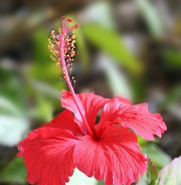 STUDIU/ Antioxidanţii din hibiscus pot contribui la combaterea obezităţii