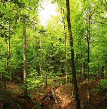 Ministerul Mediului: Romsilva va planta în Luna Plantării Arborilor circa 20 de milioane de puieți forestieri și va regenera 9.643 hectare fond forestier