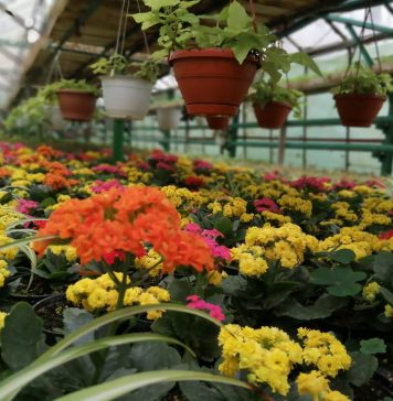 Primăria Sectorului 6 plantează aproximativ un milion de flori în acest an – FOTO