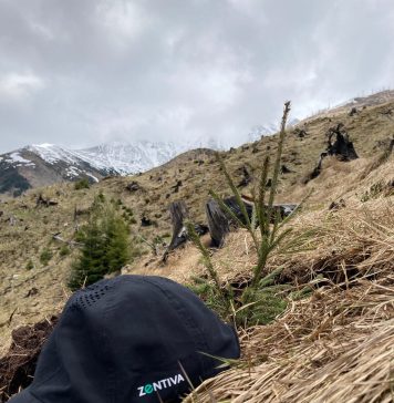 ZENTIVA se angajează să planteze 1 milion de copaci până în 2030