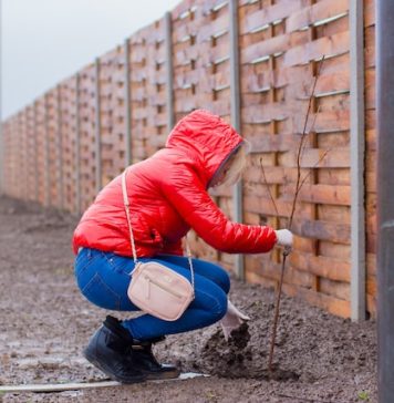 Ilfov: 20.000 de puieți plantați sâmbătă, la Cernica