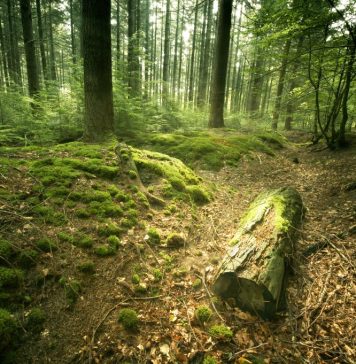 Romsilva va planta circa 20 de milioane de puieți forestieri și va regenera peste nouă mii de hectare fond forestier în campania de împăduriri de primăvară