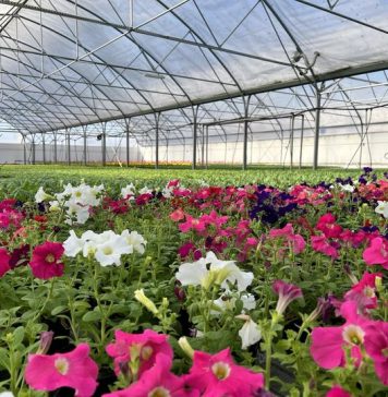 Campanie de igienizare a spațiilor verzi din jurul blocurilor, în Sectorul 3