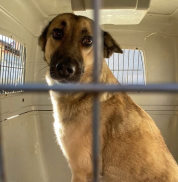 ASPA organizează sâmbătă un nou târg de adopții pentru căței