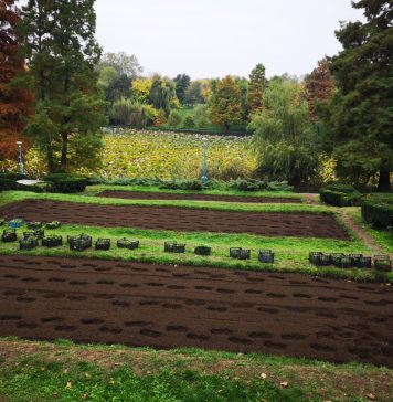 ALPAB cumpără arbori, seminţe de gazon şi de flori. Două acorduri-cadru în valoare de până la 90 de milioane de lei, pentru 2 ani