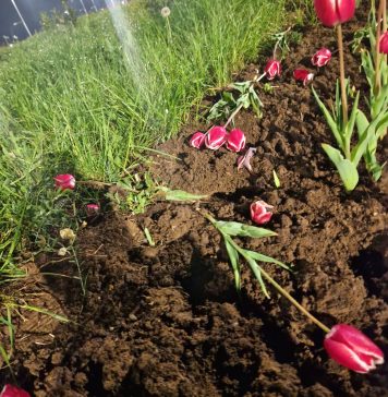 Lalele furate din Târgoviște, vândute în Capitală – VIDEO