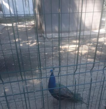 Noi specii de animale la Grădina Zoologică din Craiova