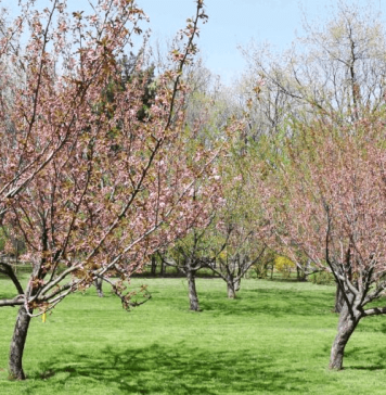 Ambasada Japoniei anunță sărbătorirea primăverii în Grădina japoneză din Parcul Regele Mihai I