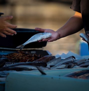 Peste 1.000 de kilograme de peşte, confiscate de poliţiştii bucureşteni înainte de Florii – VIDEO