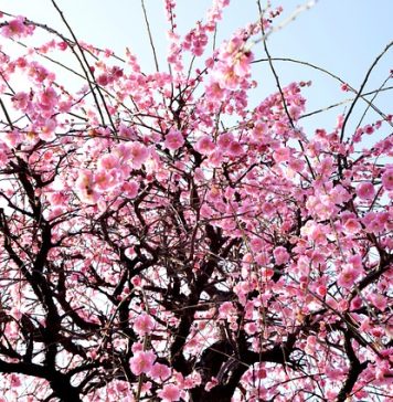 Hanami, sărbătoarea florilor de cireș, în Grădina Japoneză din Parcul Herăstrău