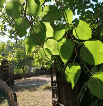 Muzeul Naţional al Satului „Dimitrie Gusti” îi invită pe cei mici să serbeze Ziua Internaţională a Copilului împreună.