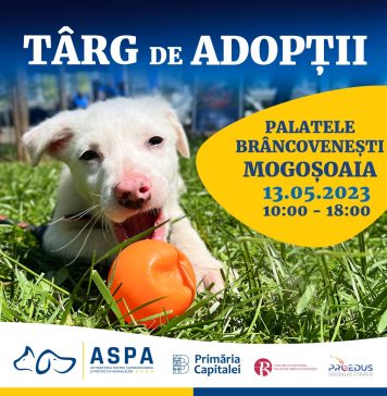 Târg de adopții la Centrul Cultural Palatele Brâncoveneşti, pe 13 mai