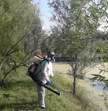 Joi încep tratamentele de combatere a țânțarilor, în toate parcurile din Capitală