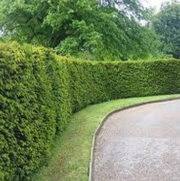 Primăria Sectorului 6 a plantat în această primăvară 45.000 de fire de ulm în grădinile de bloc