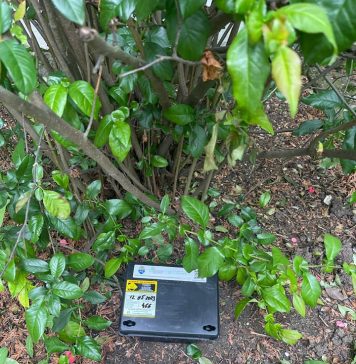 Primăria Chiajna a început acțiuni de deratizare