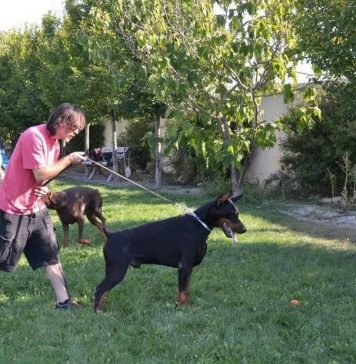 Radu Cristescu (PSD), atac la Florin Cîțu: Te-ai plîns într-un interviu că ai vrut să intri cu cîinele în Parlament, dar nu te-au lăsat. O mare nedreptate: trebuia să lase înăuntru cîinele și să interzică jigodia..